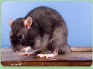 rat control Macclesfield