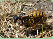 wasp control Macclesfield