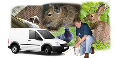 Macclesfield local van